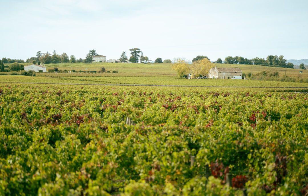 Cuisine bio à Bordeaux : marchés, producteurs & menus
